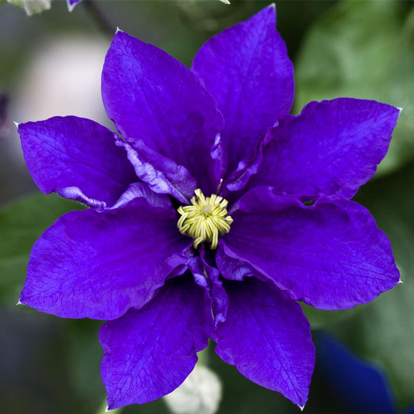 Clematis 'Diamantina'