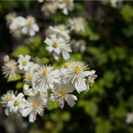 Clematis 'Summer Snow'