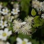 Clematis 'Summer Snow'