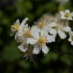 Clematis 'Summer Snow'