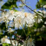 Clematis 'Summer Snow'