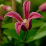 Clematis texensis 'Princess Diana'