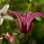 Clematis texensis 'Princess Diana'