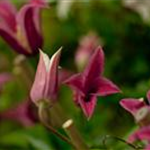 Clematis texensis 'Princess Diana'