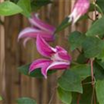 Clematis texensis 'Princess Diana'