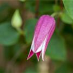 Clematis texensis 'Princess Diana'