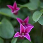 Clematis texensis 'Princess Diana'