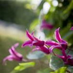 Clematis texensis 'Princess Diana'