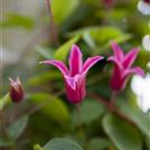 Clematis texensis 'Princess Diana'