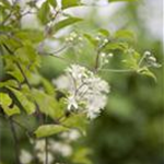 Clematis vitalba