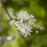 Clematis vitalba