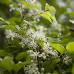 Clematis vitalba