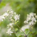 Clematis vitalba