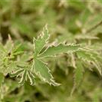 Acer palmatum 'Butterfly'