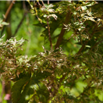 Acer palmatum 'Butterfly'