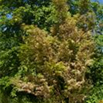 Acer palmatum 'Butterfly'