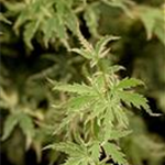 Acer palmatum 'Butterfly'