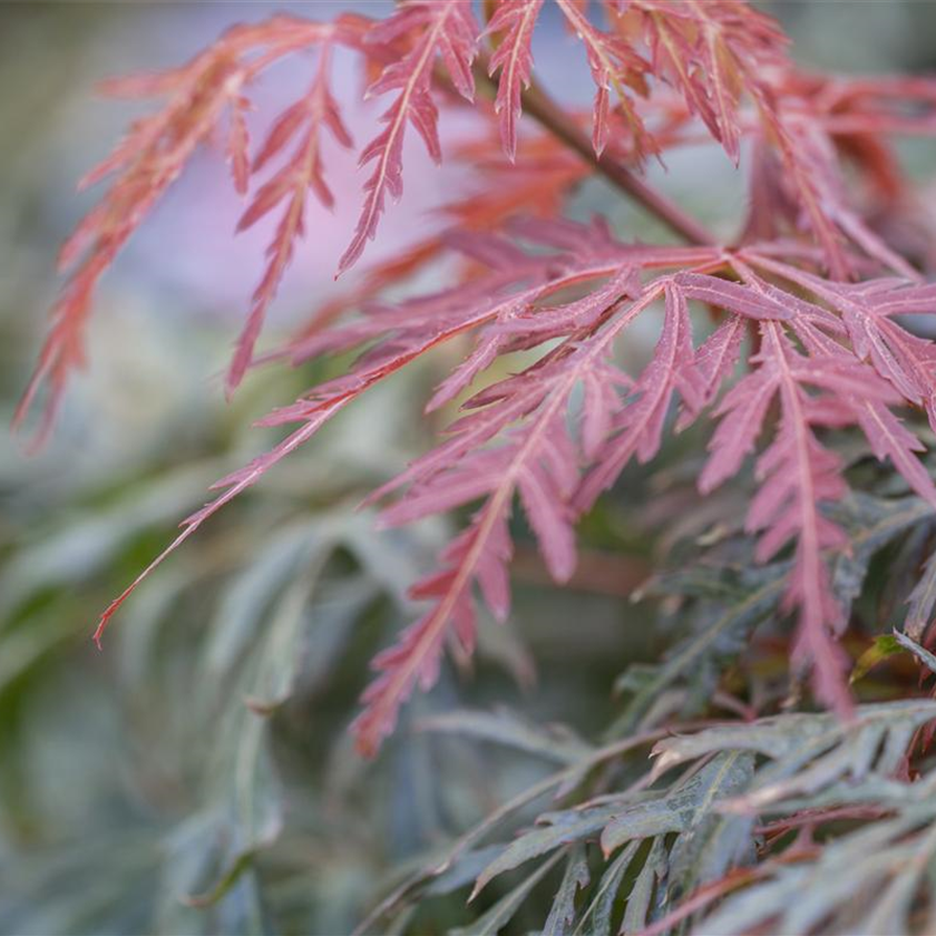 Acer palmatum 'Orangeola'