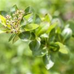 Aronia melanocarpa