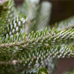 Abies koreana 'Silberlocke'