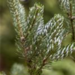 Abies koreana 'Silberlocke'