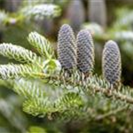 Abies koreana 'Silberlocke'