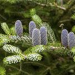 Abies koreana 'Silberlocke'