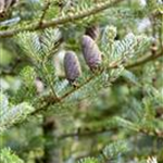 Abies koreana 'Silberlocke'