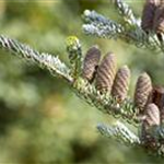 Abies koreana 'Silberlocke'