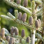 Abies koreana 'Silberlocke'