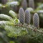 Abies koreana 'Silberlocke'