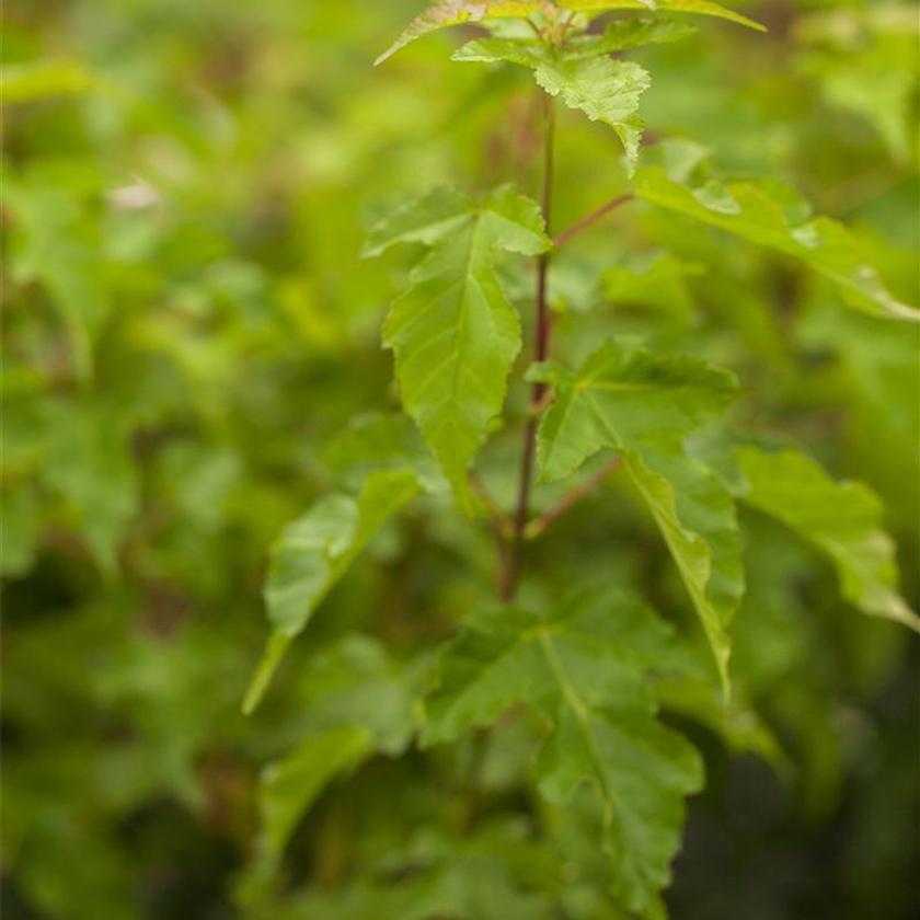 Acer ginnala