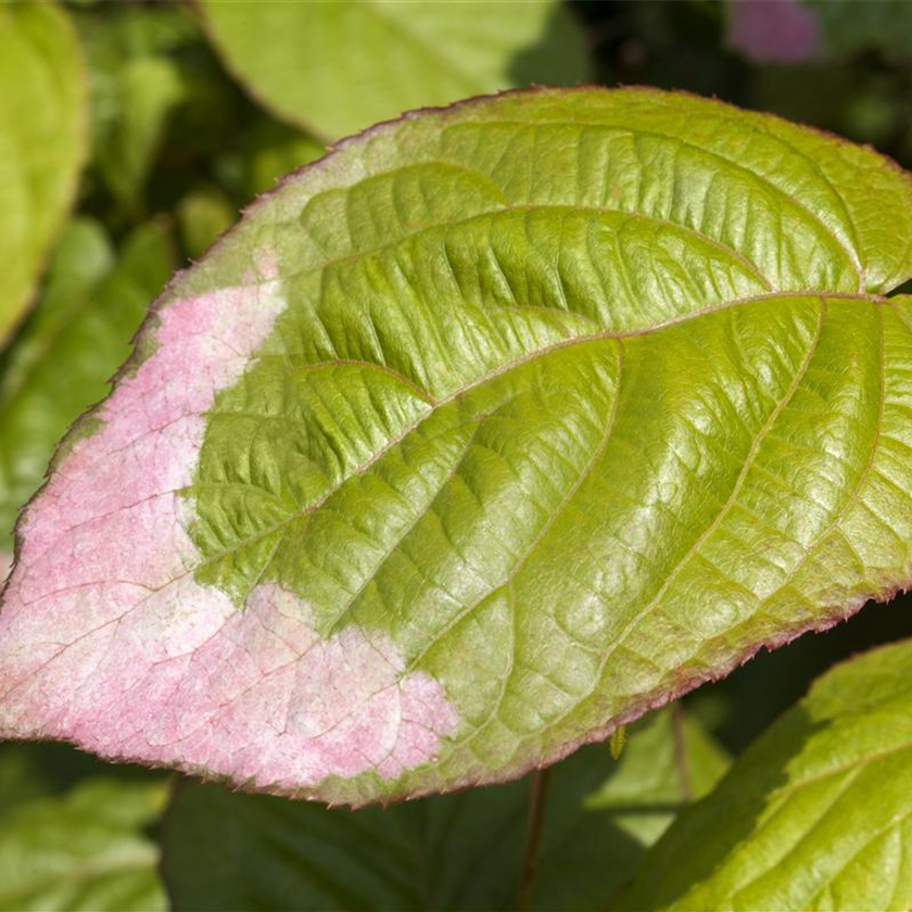 Actinidia kolomikta