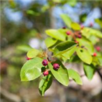 Amelanchier lamarckii