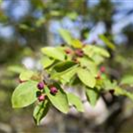 Amelanchier lamarckii