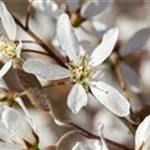 Amelanchier lamarckii