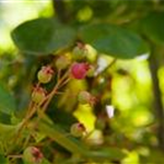 Amelanchier lamarckii