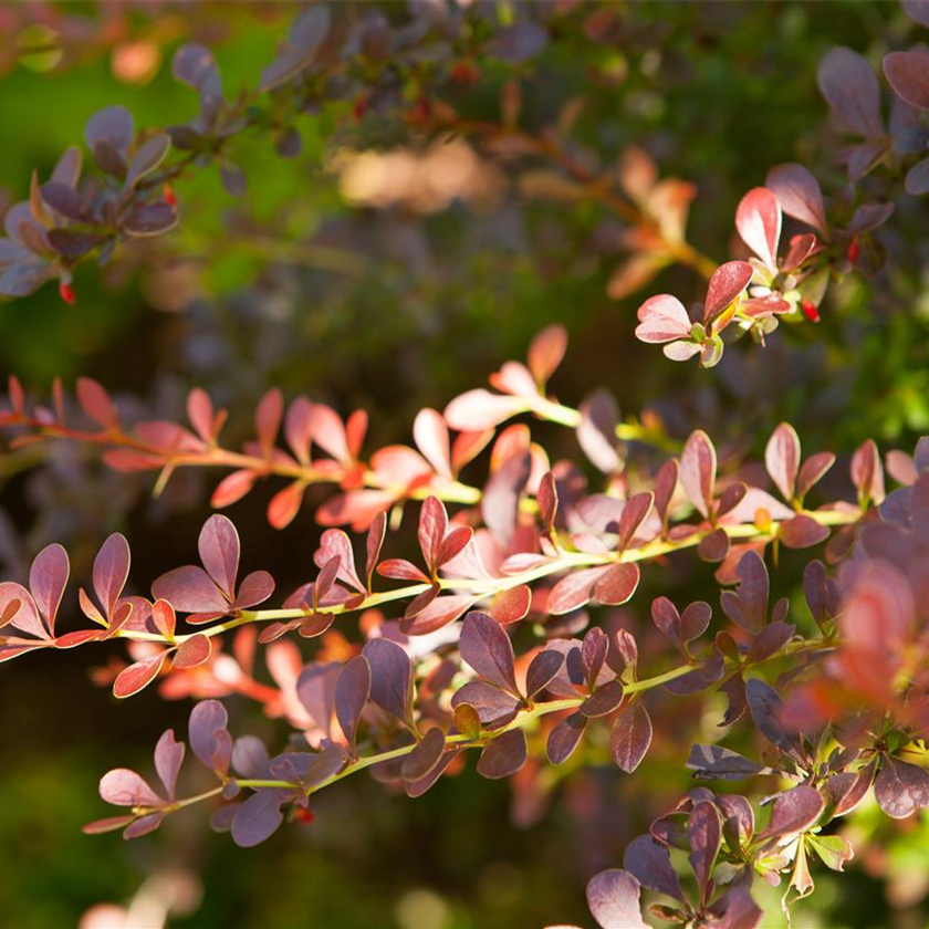 Berberis thunbergii 'Atropurpurea'