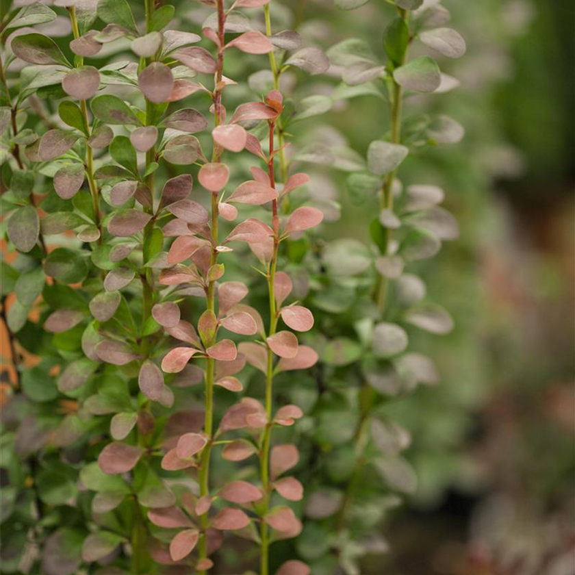 Berberis thunbergii 'Helmond Pillar'