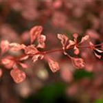 Berberis thunbergii 'Rose Glow'