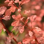 Berberis thunbergii 'Rose Glow'