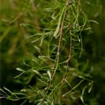 Caragana arborescens 'Walker'