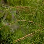 Caragana arborescens 'Walker'