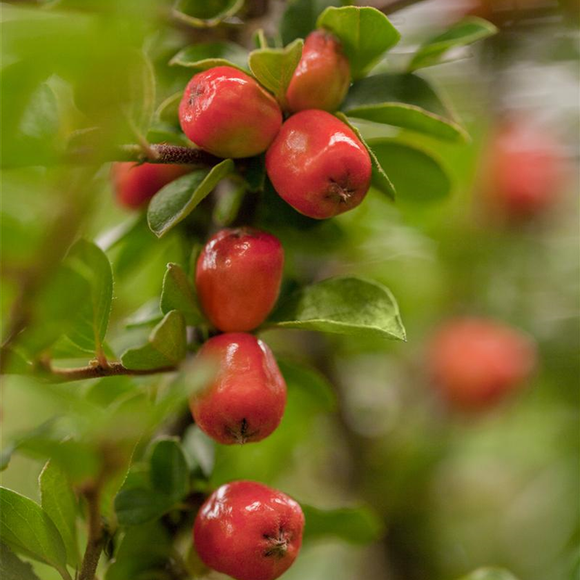 Cotoneaster dammeri 'Coral Beauty'