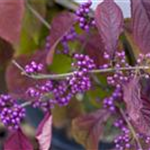 Callicarpa bodinieri var. giraldii 'Profusion'