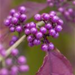 Callicarpa bodinieri var. giraldii 'Profusion'