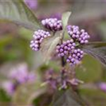 Callicarpa bodinieri var. giraldii 'Profusion'