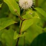 Cephalanthus occidentalis