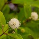 Cephalanthus occidentalis