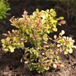 Berberis thunbergii